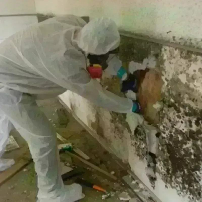 Mold Remediation and Removal in Sacramento, CA